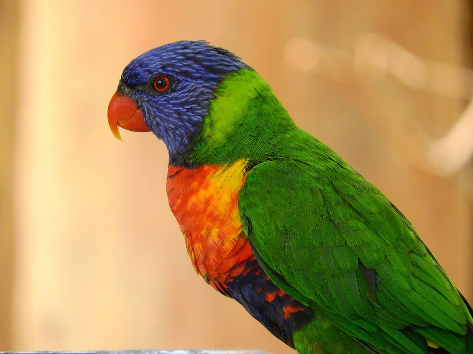 Lori arcoíris - Trichoglossus haematodus