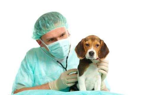 Las Hernias Umbilicales en Cachorros: Todo lo que debes saber