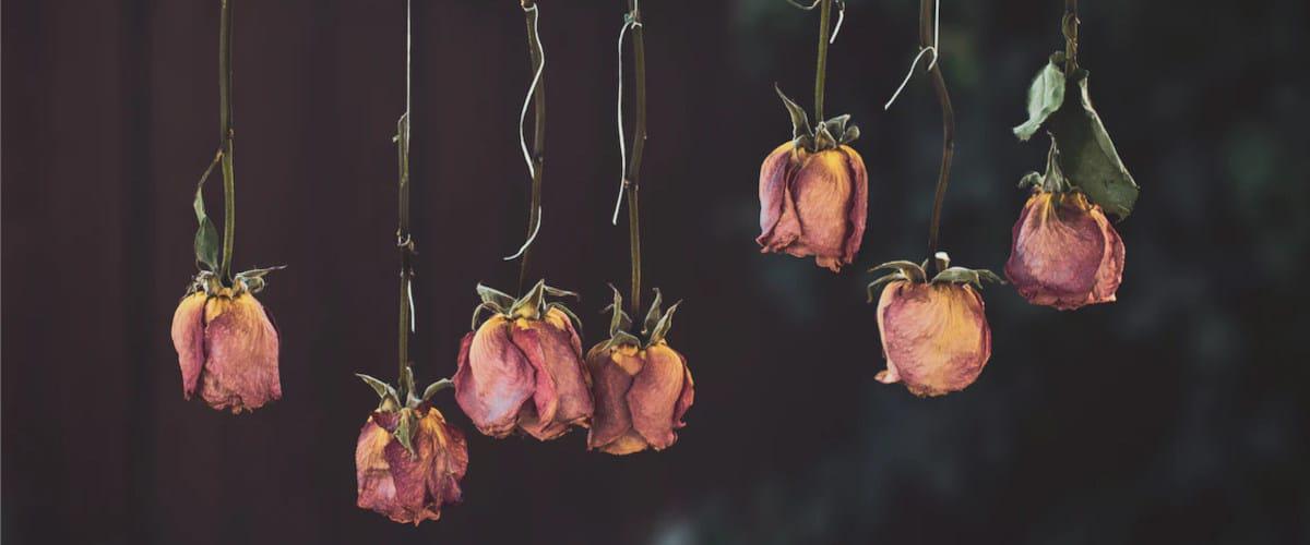 Como secar las rosas al aire