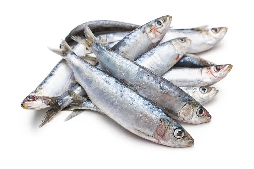 sardinas