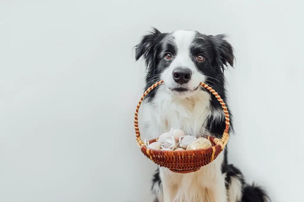 perros pueden comer huevo