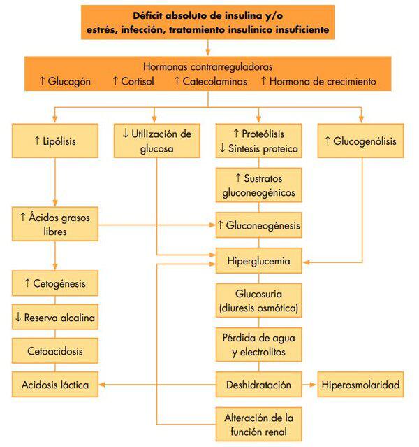 Fisiopatología de la cetoacidosis diabética - Elsevier