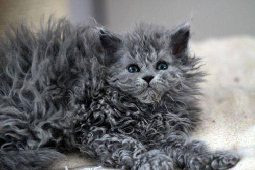 Curiosidades sobre RAZAS DE GATOS