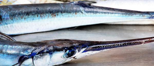 primer plano de la cabeza de una aguja