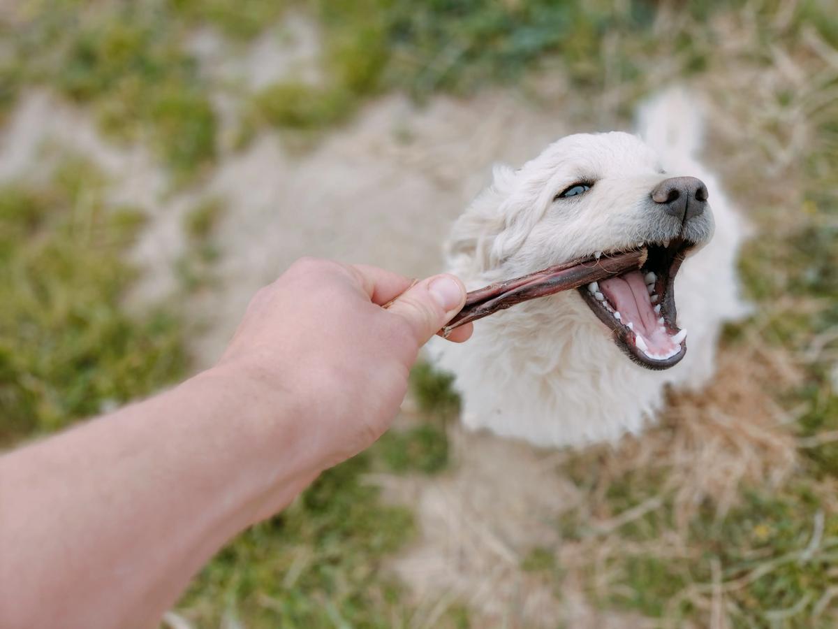 perro comiendo nervio de toro 2