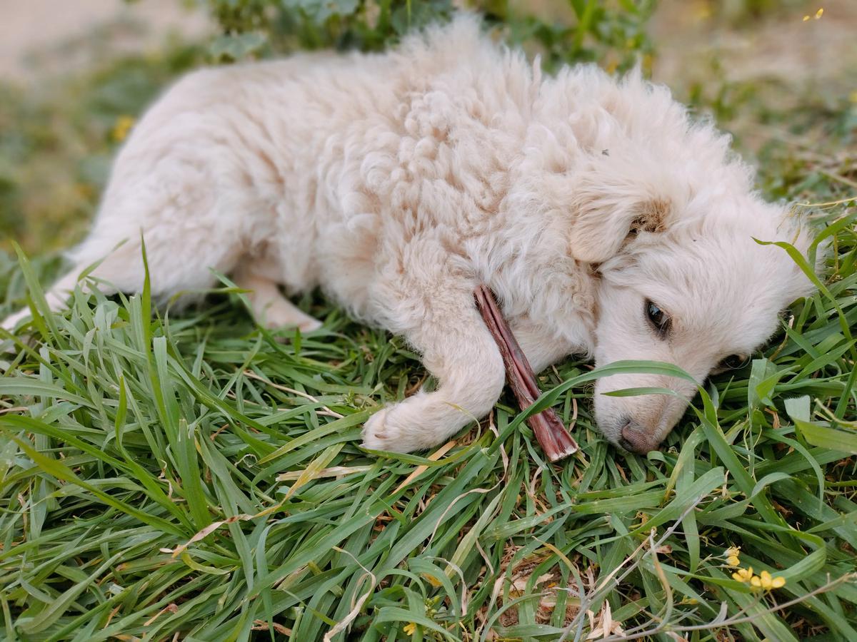 opiniones nervio de toro para perros