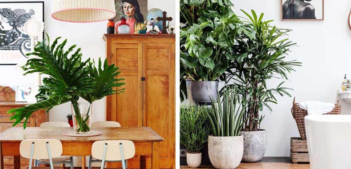 Plantas para decorar