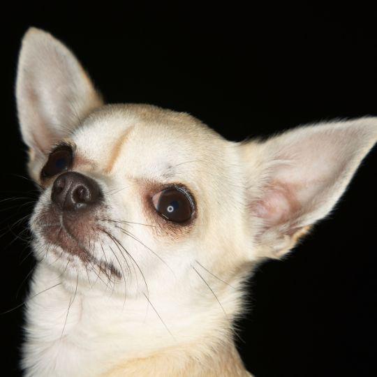 bigotes de los perros