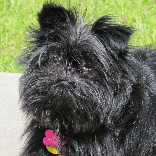 bigotes de los perros