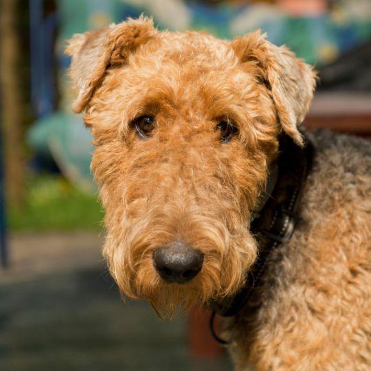 bigotes de los perros