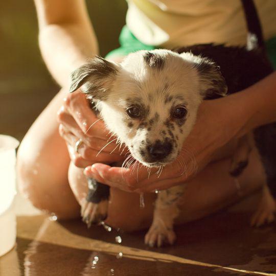 a los cuántos meses se baña un perro