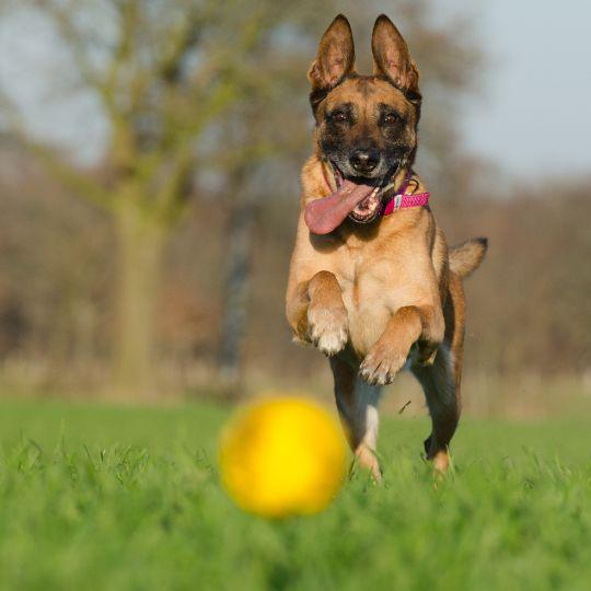 pastor belga de malinois