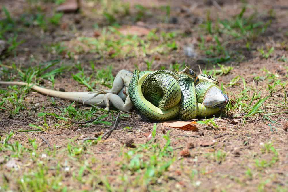 serpiente tratando de comer lagarto grande