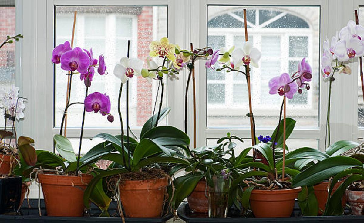 Las mejores plantas para cultivar en primavera 5