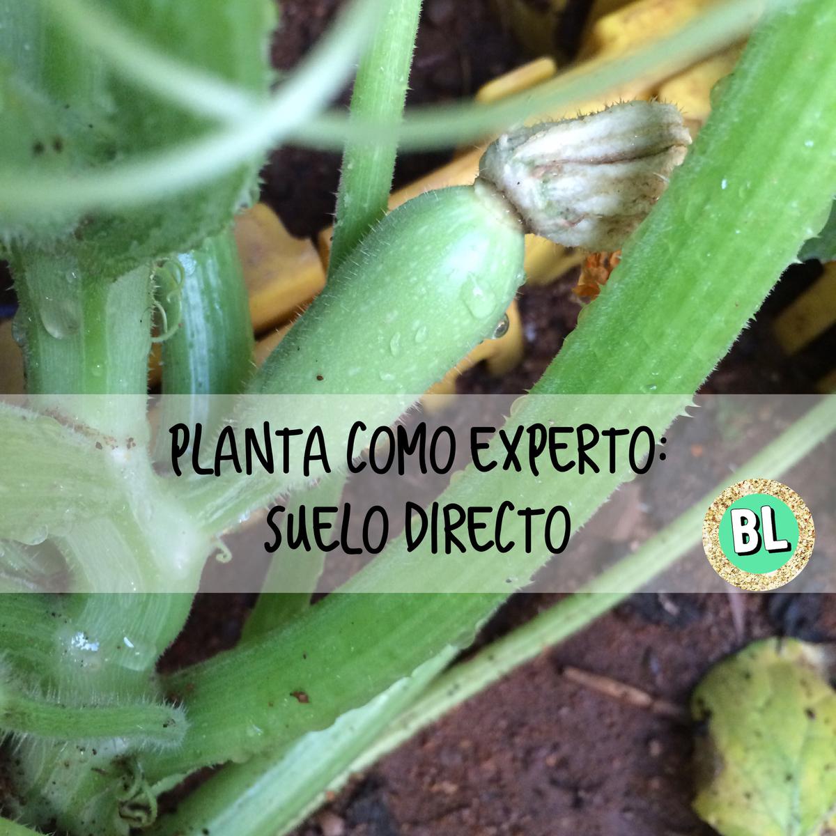 Planta como un experto: suelo directo