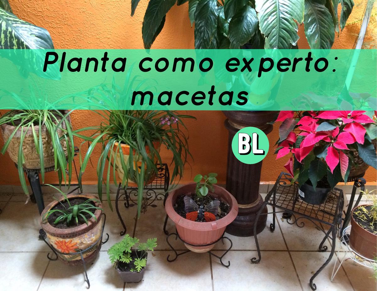 Planta como un experto: macetas