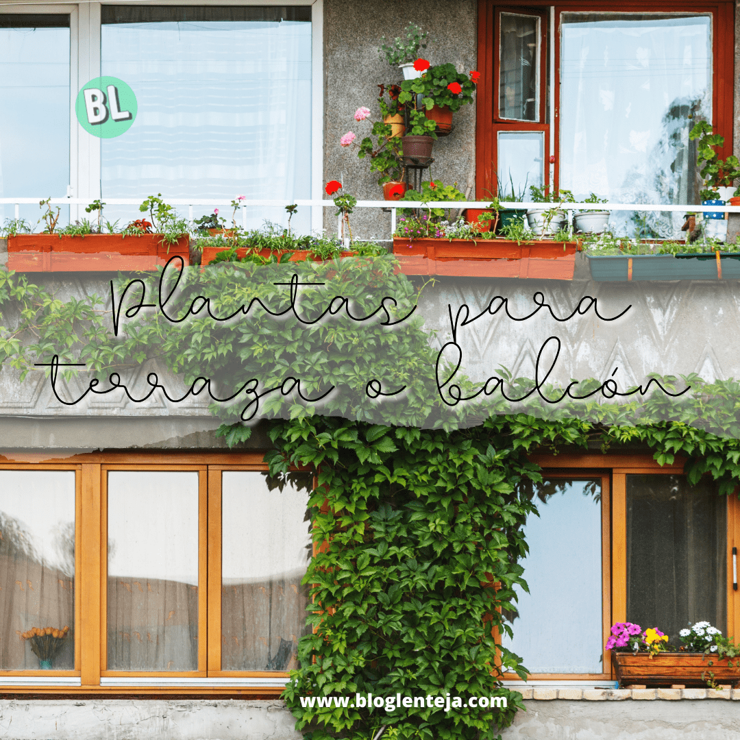 Plantas para Terraza o Balcón