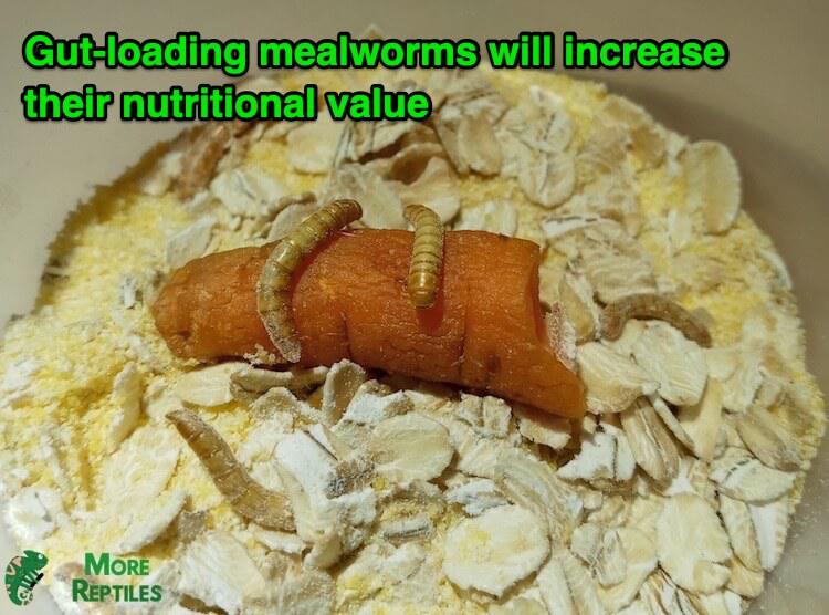 Carga intestinal de gusanos de la harina con zanahoria