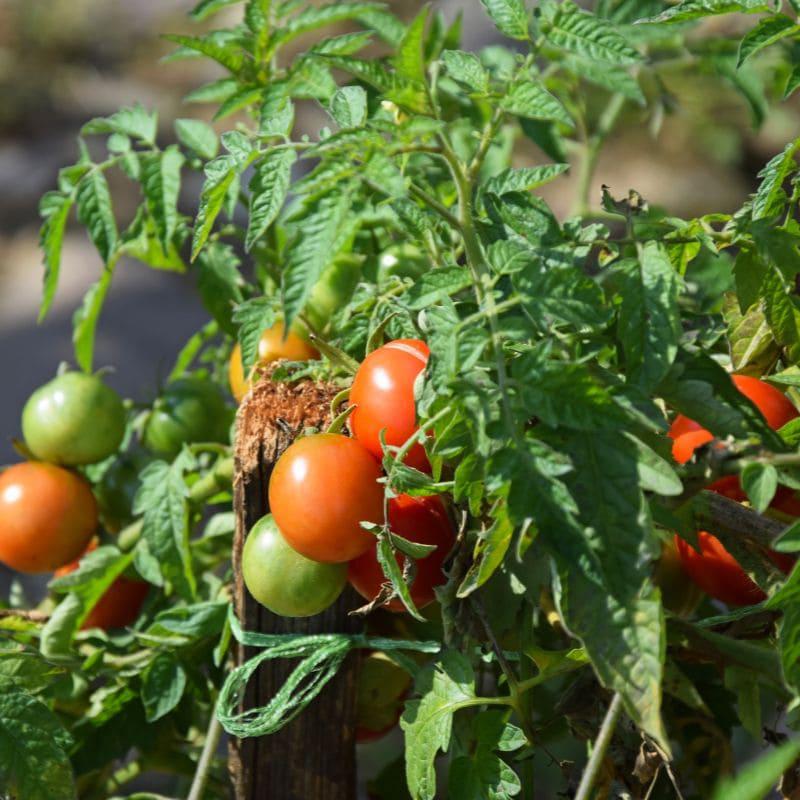 Plantar tomates en maceta