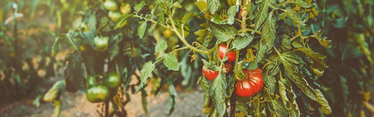 Planta de tomates, como cuidar