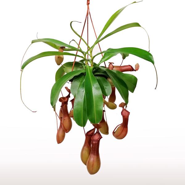 Nepenthes Alata en maceta