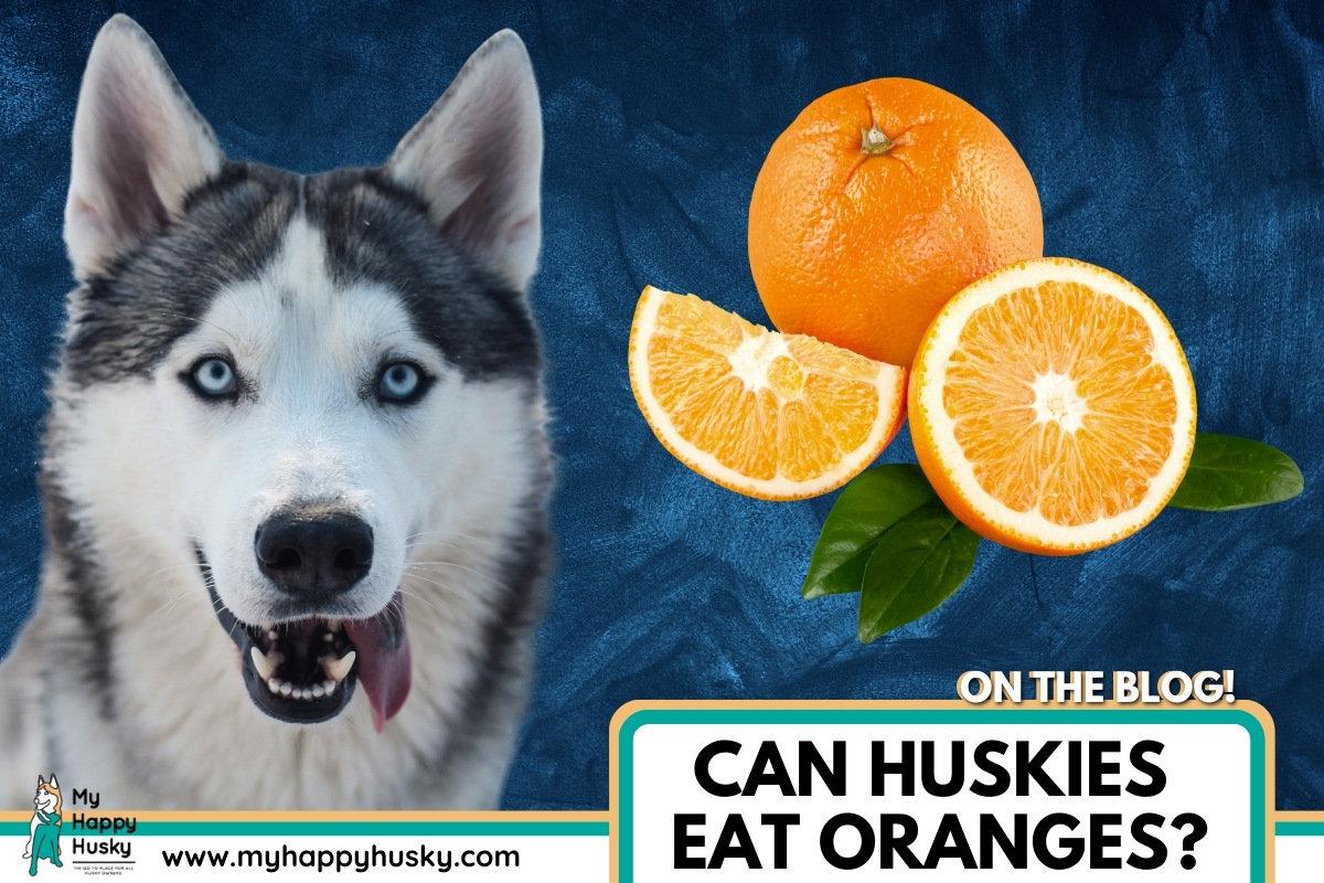 ¿pueden los huskies comer naranjas?