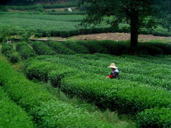 Los Increíbles Campos de té en China