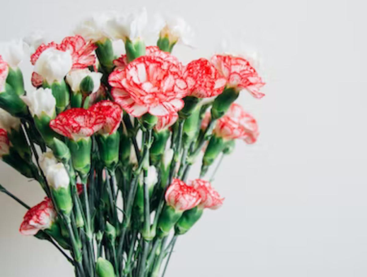 Cómo plantar claveles paso a paso para que florezcan todo el año 4