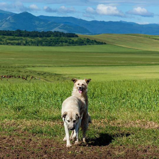 enfermedades de transmisión sexual en perros