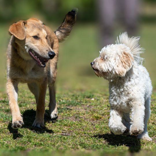enfermedades de transmisión sexual en perros