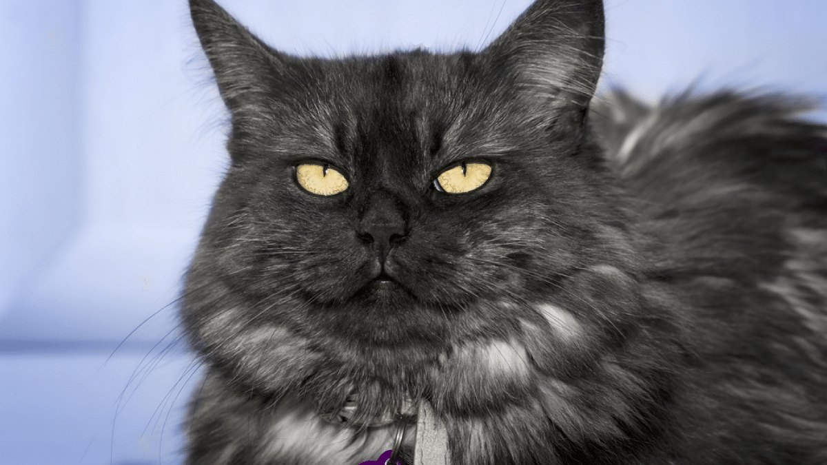 gato angora turco gris