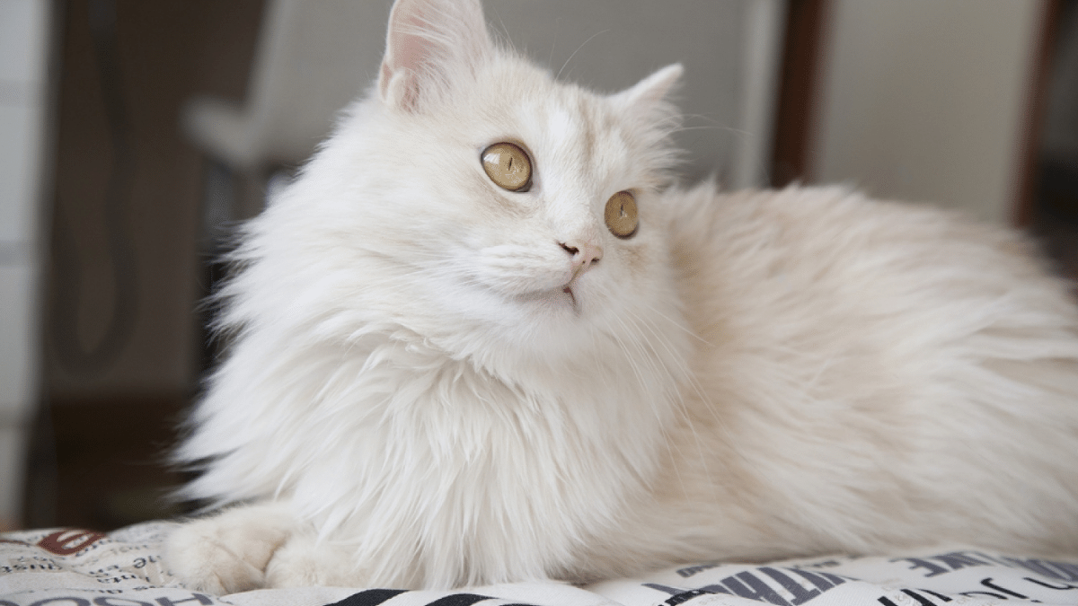 gato angora turco