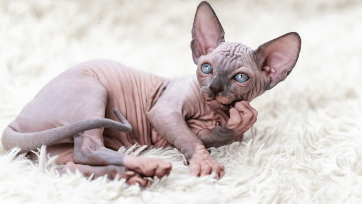 gato esfinge, sphinx descansando