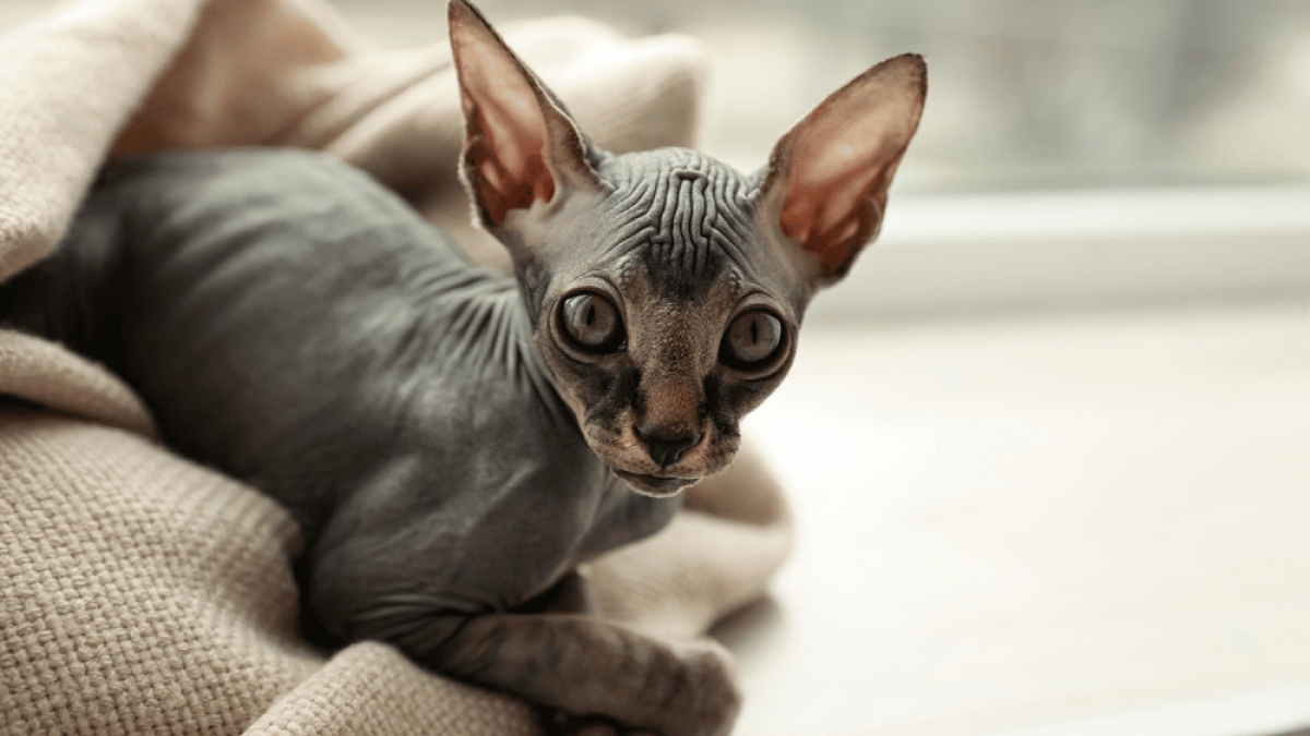 gato esfinge, sphinx en sofá