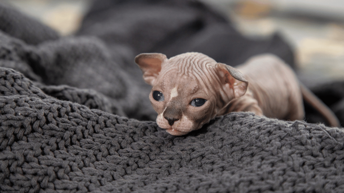 gatito esfinge, sphinx