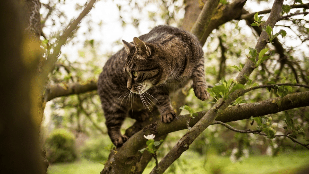 gato romano, común europeo arriba de un arbol