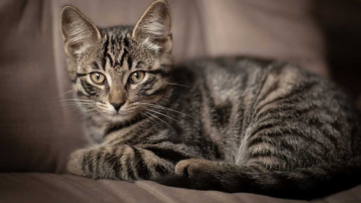 gato romano, común europeo sobre un sofá