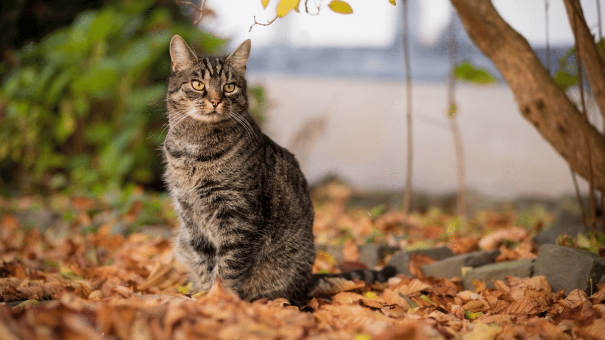 gato romano, común europeo sobre hojas secas