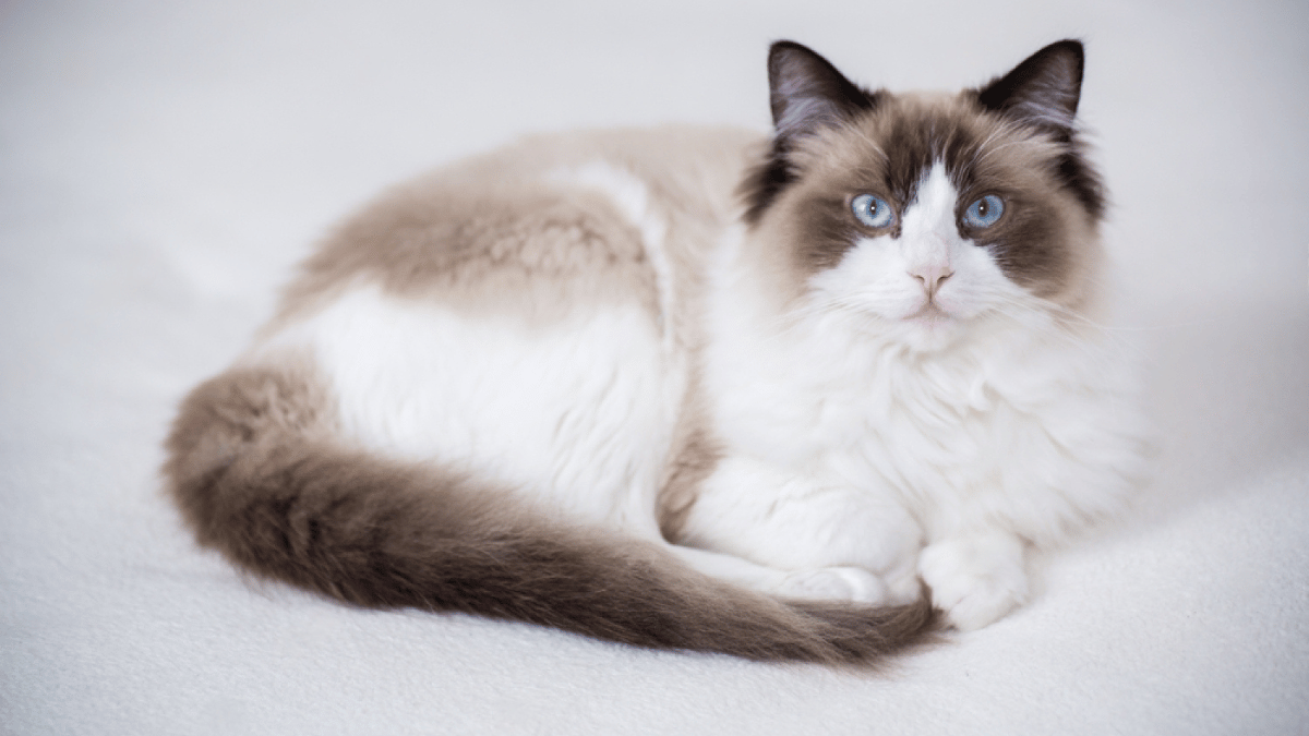 gato ragdoll sobre una cama