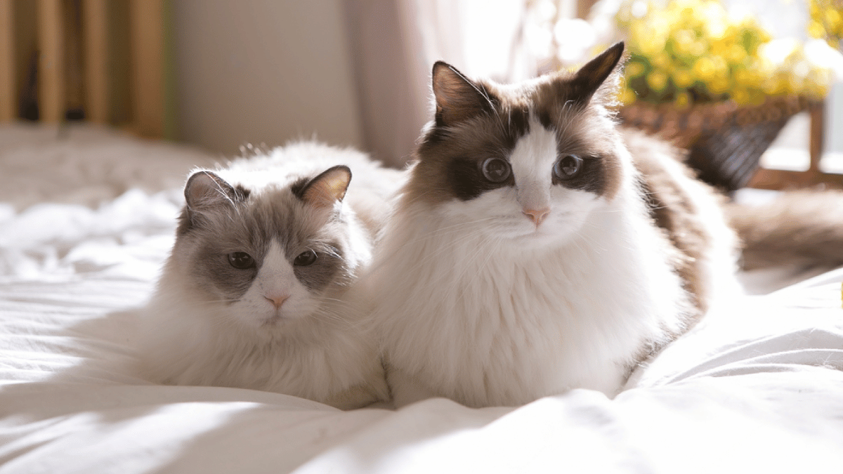 dos gatos ragdoll