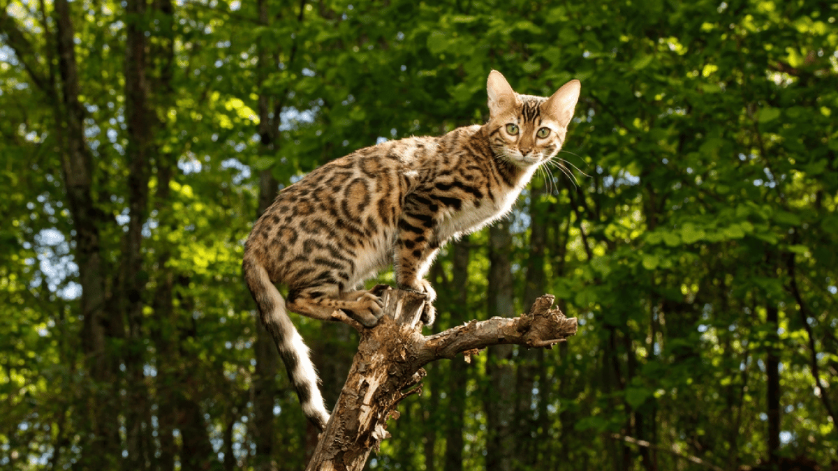 gato bengalí sobre un arbol