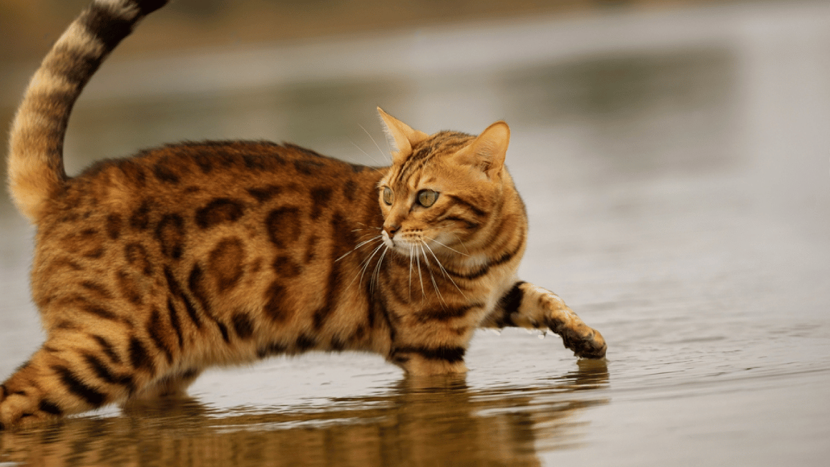 gato bengalí caminando en un rio
