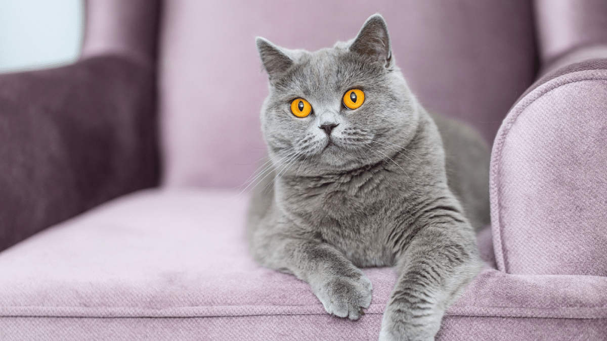 british shorhair sobre un sofá