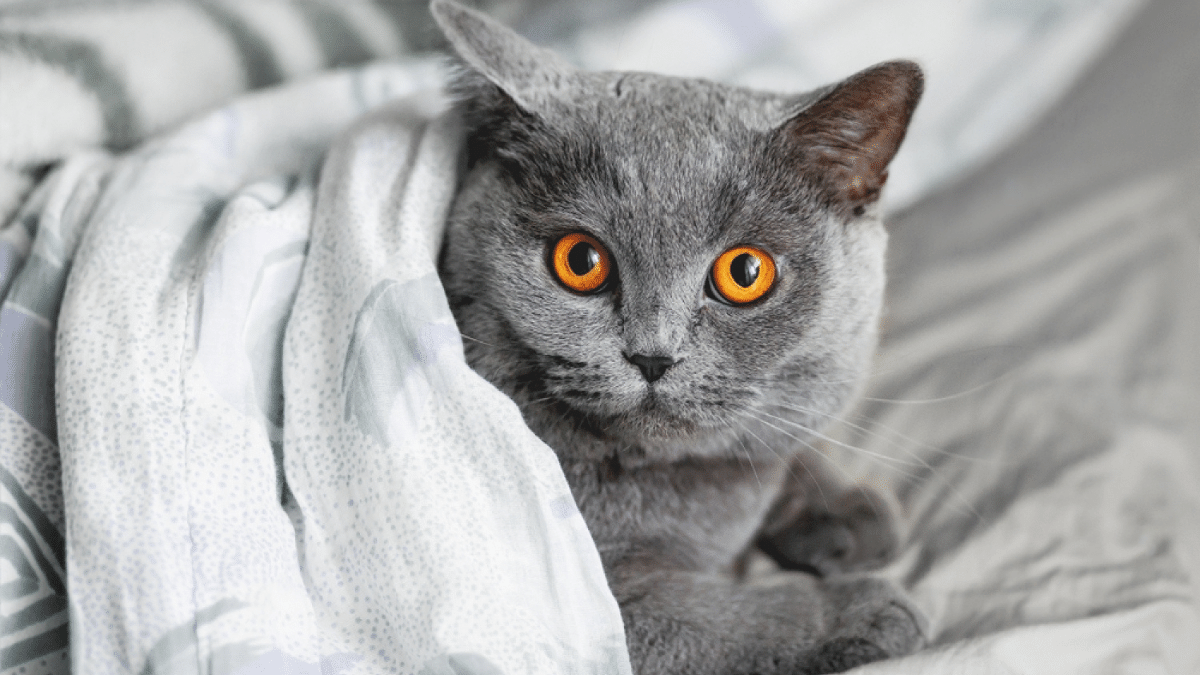 británico de pelo corto en una cama
