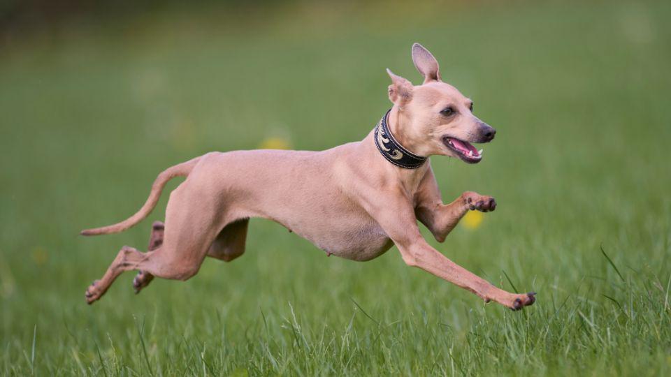 whippet