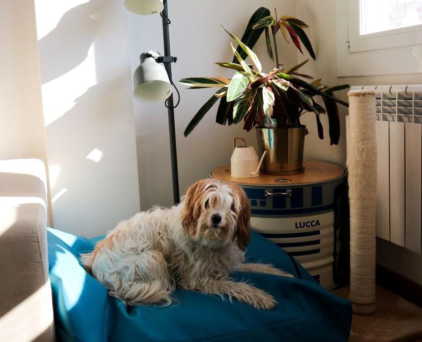 plantas perros 