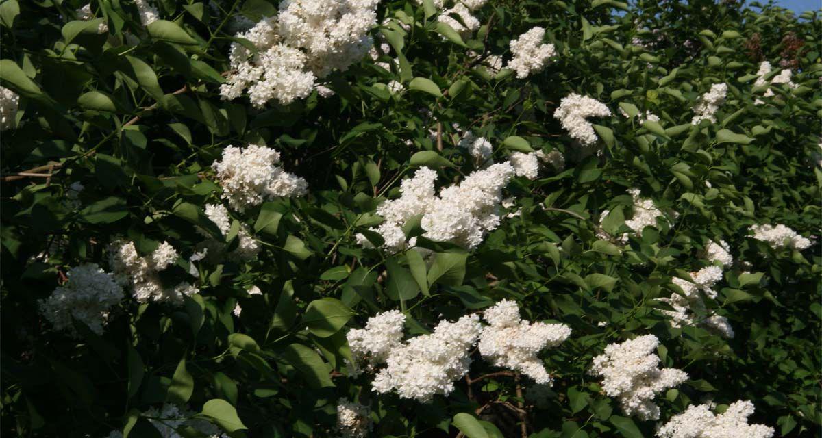 Arbusto flores blancas Lila comun