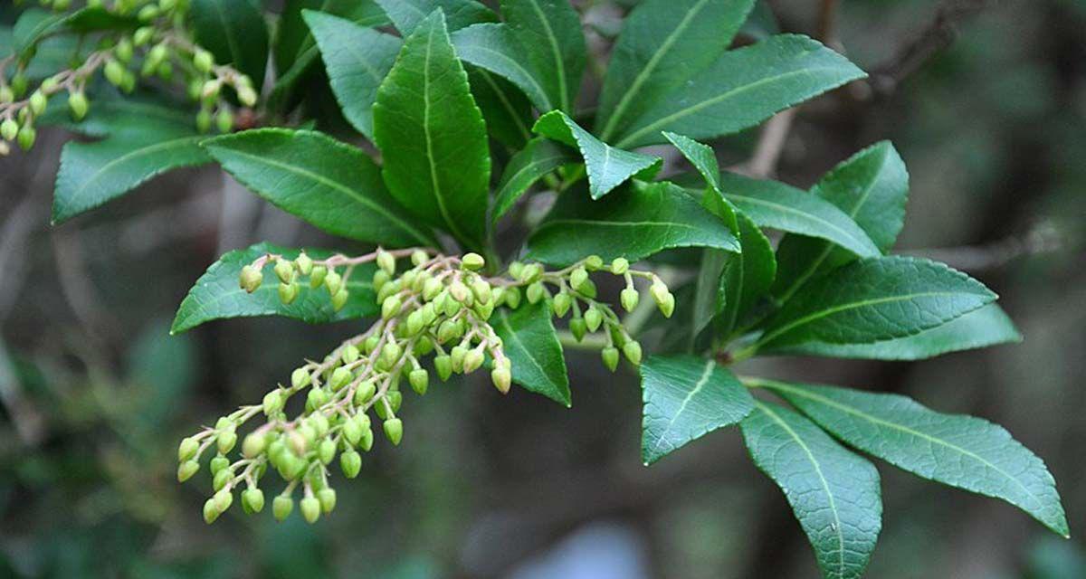 Andromeda japonesa Pieris japonica