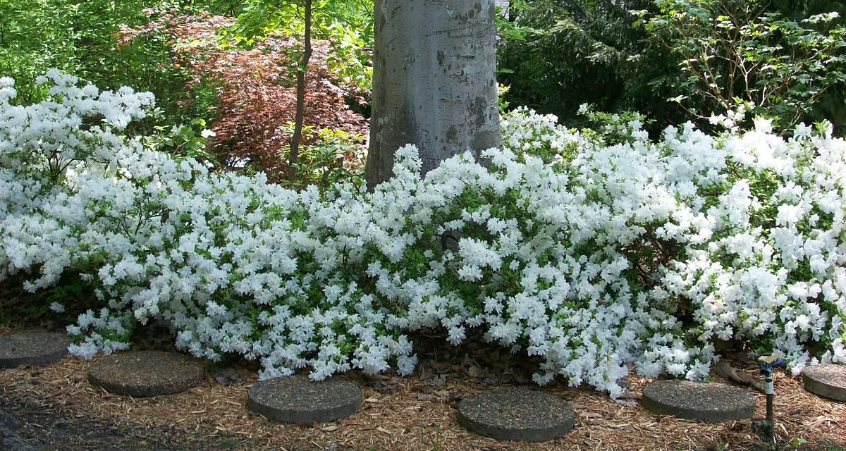 Azalea Delaware White