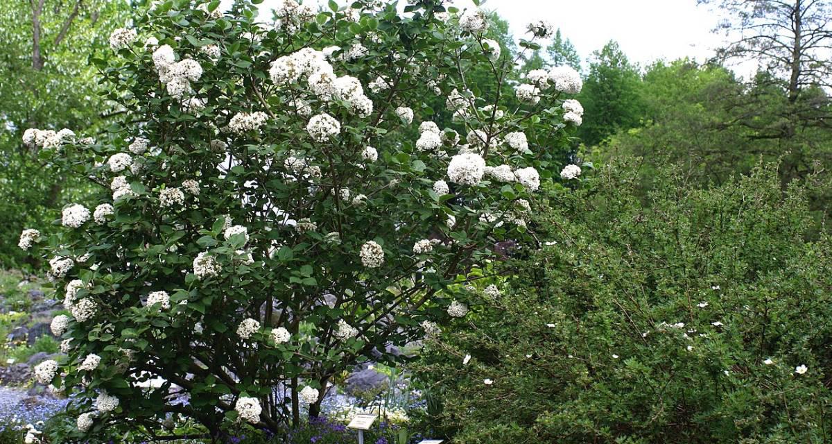 Viburnum carlesii floracion